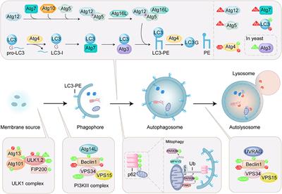 Chemical Biology of Autophagy-Related Proteins With Posttranslational Modifications: From Chemical Synthesis to Biological Applications